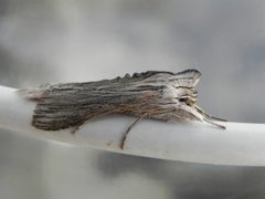Svevehettefly (Cucullia lucifuga)