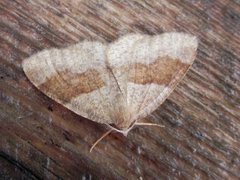 Bred skumringsmåler (Plagodis pulveraria)