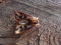 Tannet perikumfly (Actinotia polyodon)