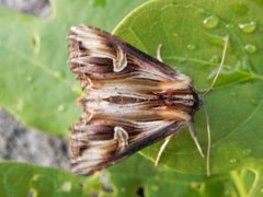 Tannet perikumfly (Actinotia polyodon)