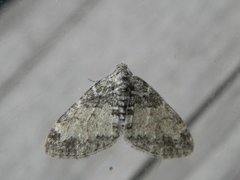 Ospetungemåler (Lobophora halterata)