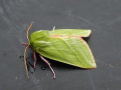 Rødfrynset båtfly (Pseudoips prasinana)