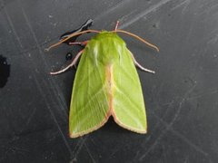 Rødfrynset båtfly (Pseudoips prasinana)