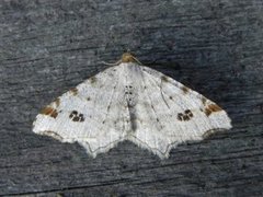 Gul buemåler (Macaria notata)