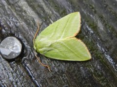 Rødfrynset båtfly (Pseudoips prasinana)