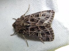 Nettnellikfly (Sideridis reticulata)