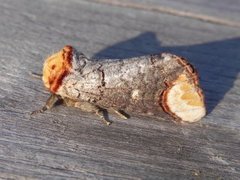 Oksehodespinner (Phalera bucephala)