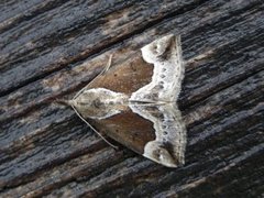 Blåbærnebbfly (Hypena crassalis)