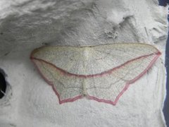 Gul syremåler (Timandra comae)