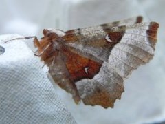 Praktmånemåler (Selenia tetralunaria)