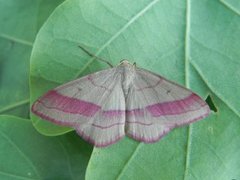 Karminmåler (Rhodostrophia vibicaria)