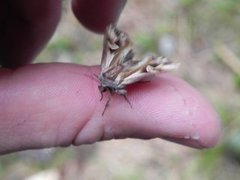 Tannet perikumfly (Actinotia polyodon)