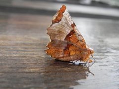 Flikmånemåler (Selenia lunularia)