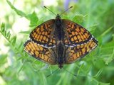 Marimjellerutevinge (Melitaea athalia)