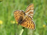 Marimjellerutevinge (Melitaea athalia)