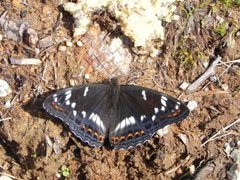 Ospesommerfugl (Limenitis populi)