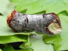 Oksehodespinner (Phalera bucephala)