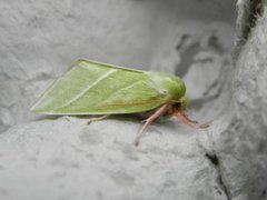 Rødfrynset båtfly (Pseudoips prasinana)