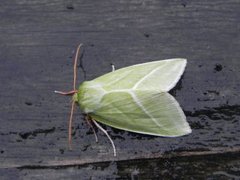 Rødfrynset båtfly (Pseudoips prasinana)