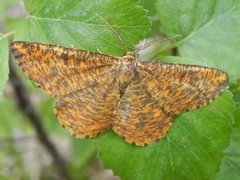 Strekmåler (Angerona prunaria)