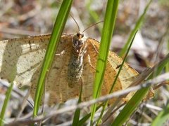 Strekmåler (Angerona prunaria)