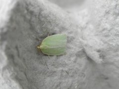 Grønn eikevikler (Tortrix viridana)