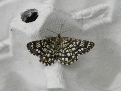Rutemåler (Chiasmia clathrata)