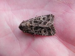 Nettnellikfly (Sideridis reticulata)