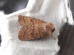 Lyst ringurtefly (Hoplodrina octogenaria)