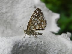 Rutemåler (Semiothisa clathrata)