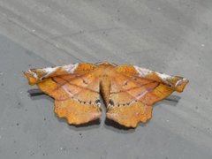 Fagermåler (Apeira syringaria)