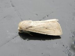 Punktgressfly (Leucania obsoleta)
