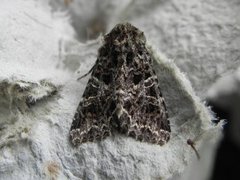 Mørkt nellikfly (Hadena bicruris)