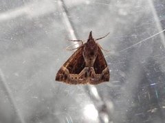 Blåbærnebbfly (Hypena crassalis)
