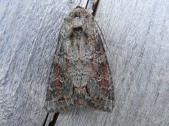 Vinkelhakefly (Polia bombycina)