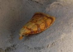 Roseflatvikler (Acleris bergmanniana)