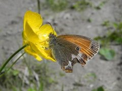 Perleringvinge (Coenonympha arcania)