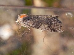 Punkthalvspinner (Ochropacha duplaris)