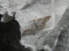 Gul buemåler (Macaria notata)