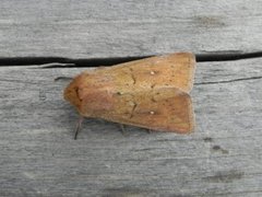 Teglrødt gressfly (Mythimna ferrago)