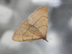Gulbrunt viftefly (Paracolax tristalis)