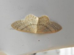 Punktengmåler (Idaea sylvestraria)