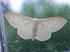 Punktengmåler (Idaea sylvestraria)