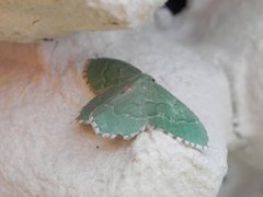 Krattbladmåler (Hemithea aestivaria)