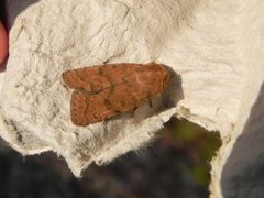 Lyst ringurtefly (Hoplodrina octogenaria)