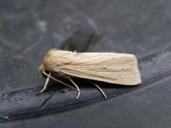 Brungult gressfly (Mythimna impura)