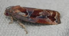 Spraglet bjellevikler (Archips xylosteana)