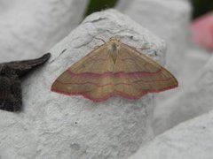 Karminmåler (Rhodostrophia vibicaria)