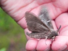 Furuspinner (Dendrolimus pini)