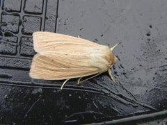 Halmgult gressfly (Mythimna pallens)